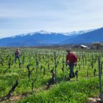 attacher les vignes aprés la taille