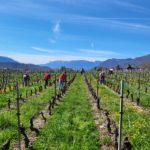 attacher les vignes aprés la taille